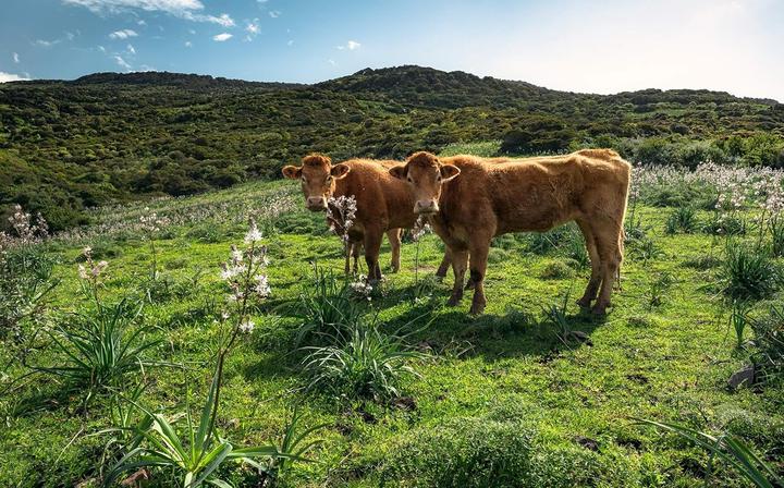 Productafbeelding Komar Vliesbehang Cow Paradise 9 panelen 450 x 280 cm (450 x 280 cm)