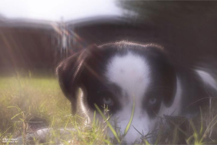 Actual product image Lensbaby Soft Focus II 50 Optic without connection