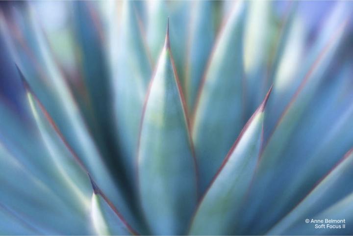 Actual product image Lensbaby Soft Focus II 50 Optic without connection