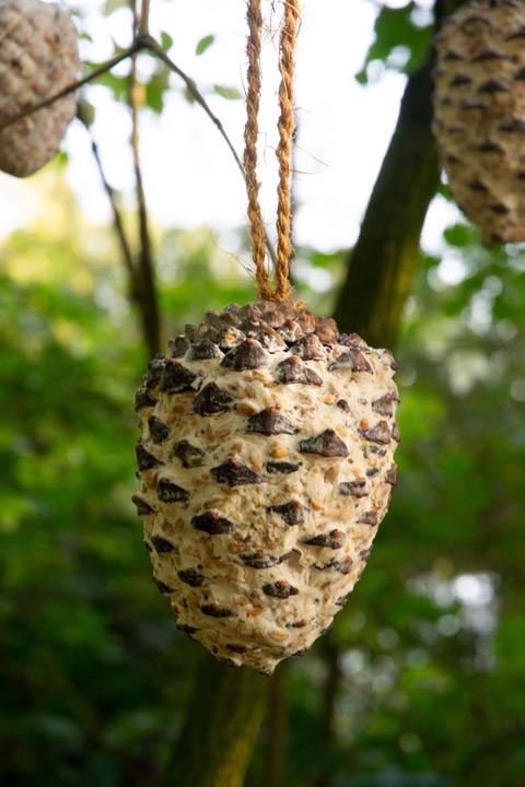Actual product image Dobar Pine cone (8 x, 1.60 kg)