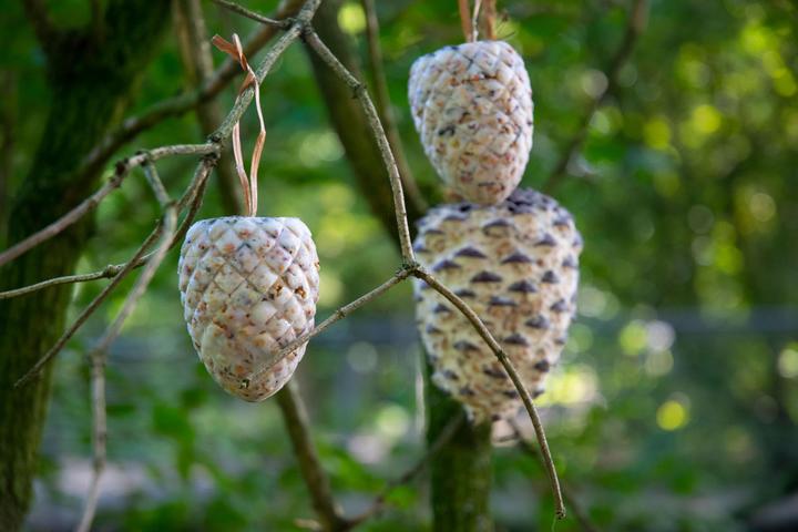 Actual product image Dobar Pine cone (8 x, 1.60 kg)