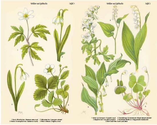 Produktbild Bilder-Atlas der Frühlingsblumen (Deutsch, 2018)