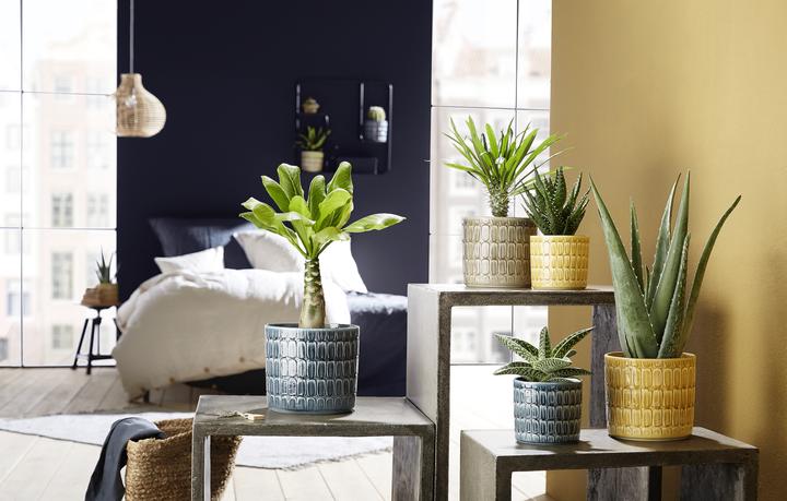 Produktbild Scheurich Lagom (19 x 17 cm)