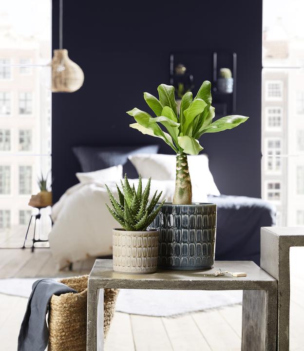 Produktbild Scheurich Lagom (19 x 17 cm)