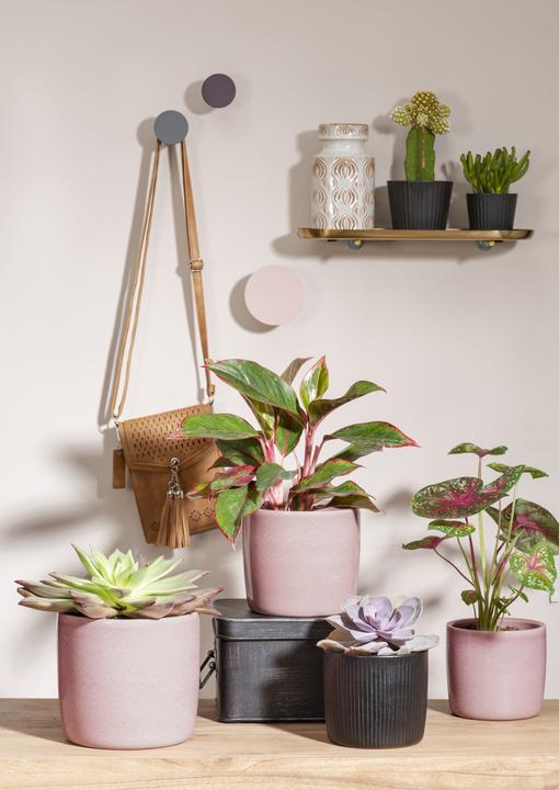Produktbild Scheurich Solido Linea (15 cm)