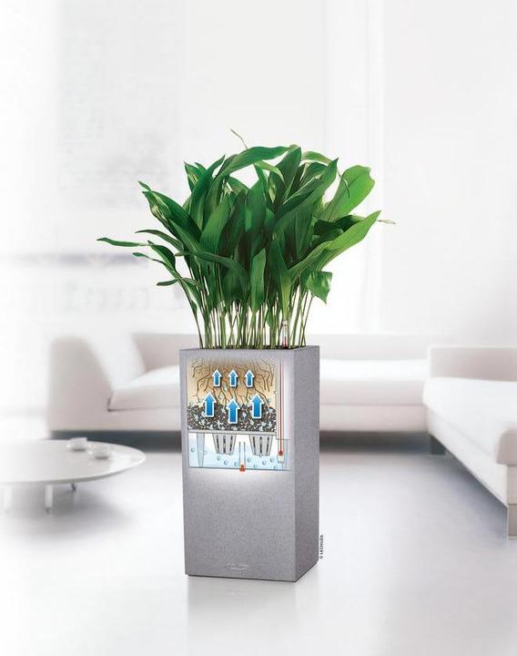 Actual product image Lechuza Canto (40 cm)