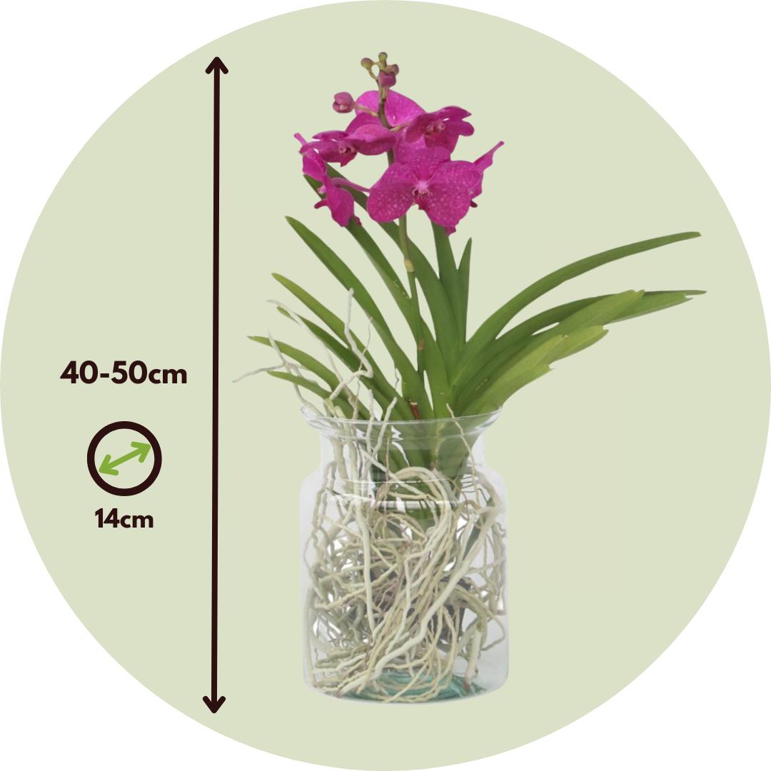 Thumbnail - Plant in a Box, Pflanzen, Vanda 'Cerise' - Orchidee (45 cm)