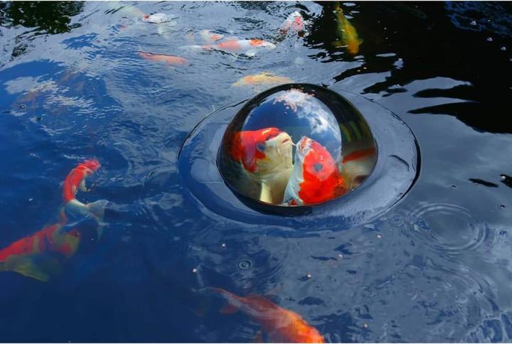 Immagine prodotto Neogard Cupola di pesce galleggiante