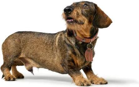 Immagine prodotto Hunter Collare Monaco per cani 42 (42, Cane, Generale)