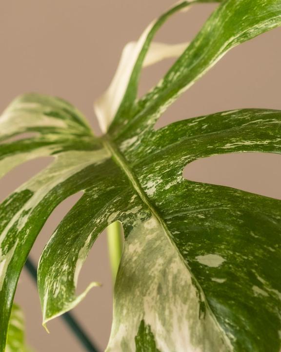 Actual product image feey Monstera deliciosa variegata (65 cm, Freshly repotted)