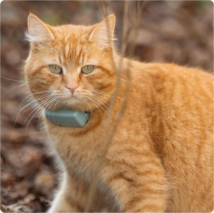 Actual product image Tractive GPS Mini (One size, Cat, General)