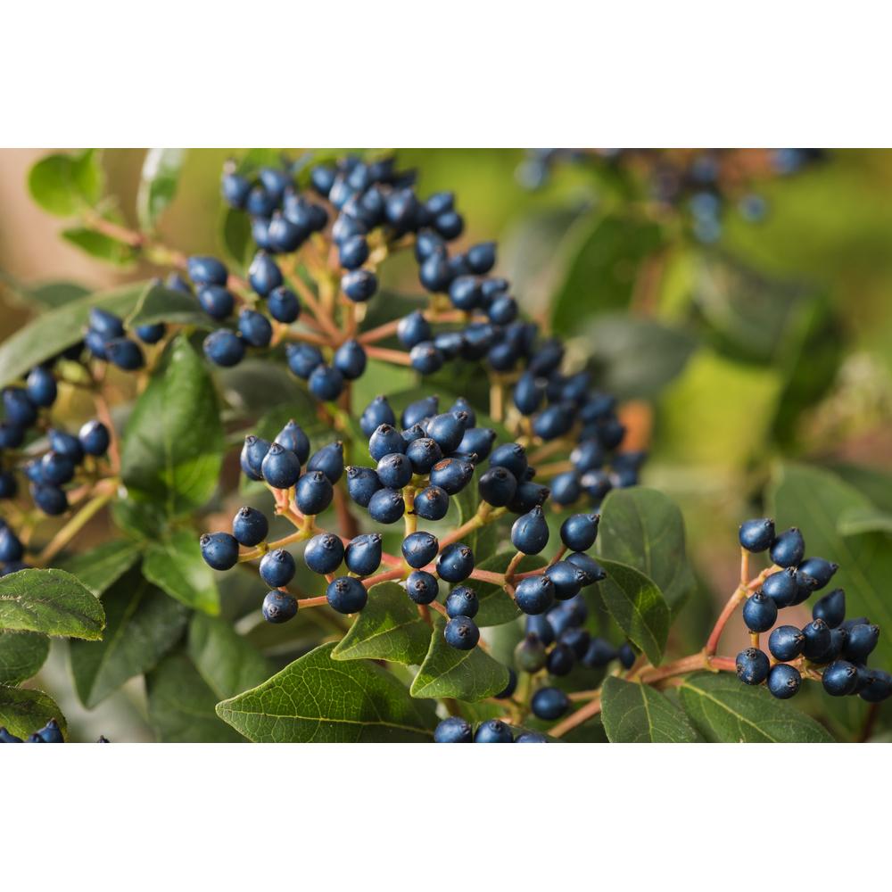Thumbnail - Plant in a Box, Pflanzen, Viburnum Tinus - 2er Set Schneeball (25 cm)
