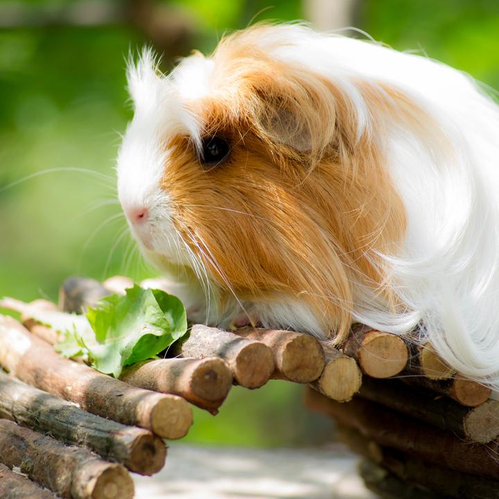 Actual product image Relaxdays Rodent bridge wood