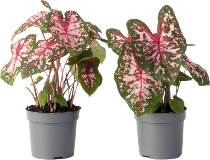 Plant in a Box Caladium Carolyn Whorton - (25 cm)