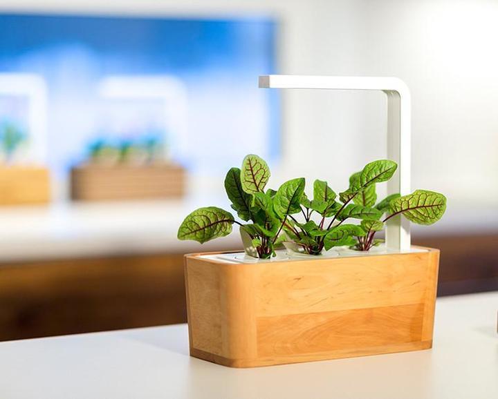 Immagine prodotto Click and Grow Semi di acetosella (Semi di piante)