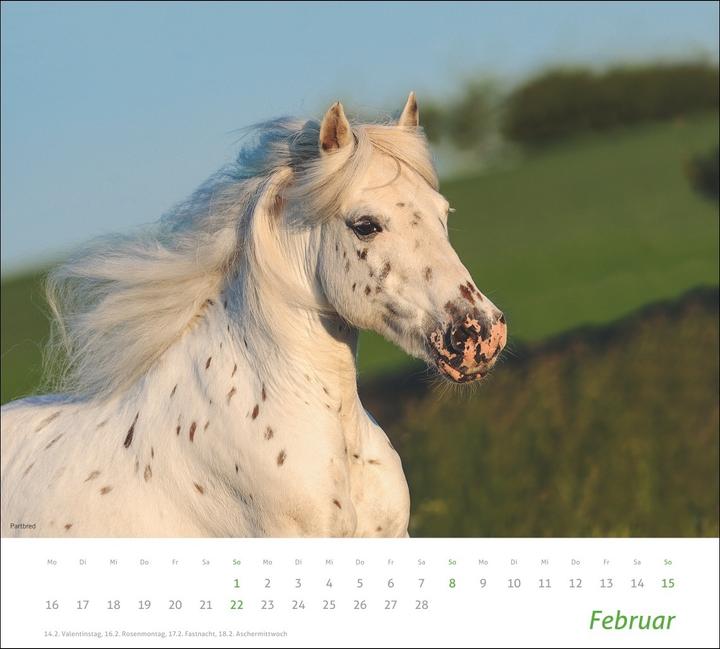 Produktbild times&more Pferde Bildkalender 2026