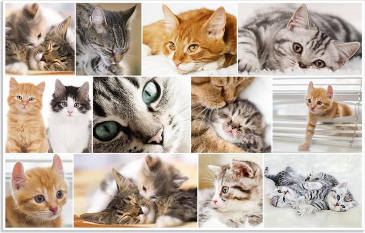 Produktbild HERMA GmbH Schreibunterlage Katze 55x35cm (55 x 35 cm)