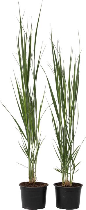 Produktbild Plant in a Box Panicum virgatum 'Northwind' - 2er Set Schmiele (40 cm)