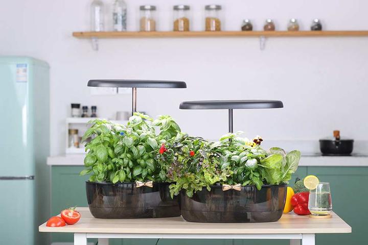 Image du produit Litrax LX235 - PETER Jardin de fleurs