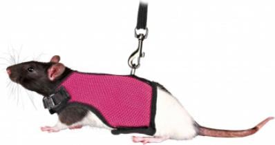 Actual product image Trixie Soft harness (Cat, Walks)