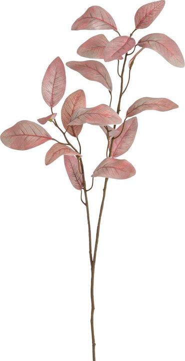 Immagine prodotto Fiebiger Eukalypa (8 cm)