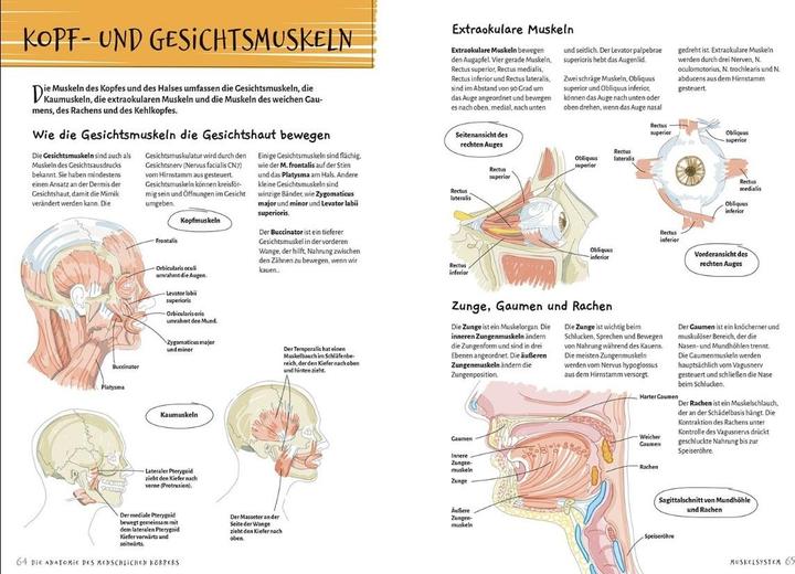 Immagine prodotto Librero Die Anatomie des Menschlichen Körpers (Tedesco, Ken Ashwell, 2024)
