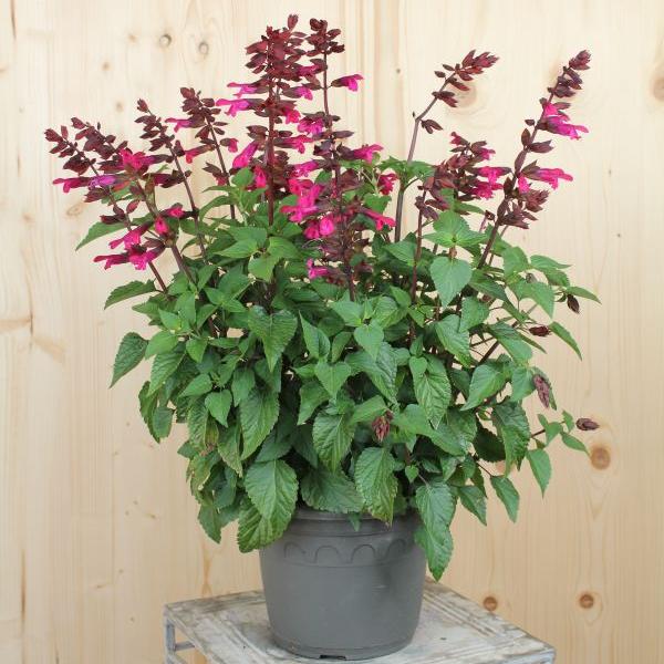 Säntispracht The berry coloured sage - Salvia hybrida 'Strawberry Lake' (150 cm)