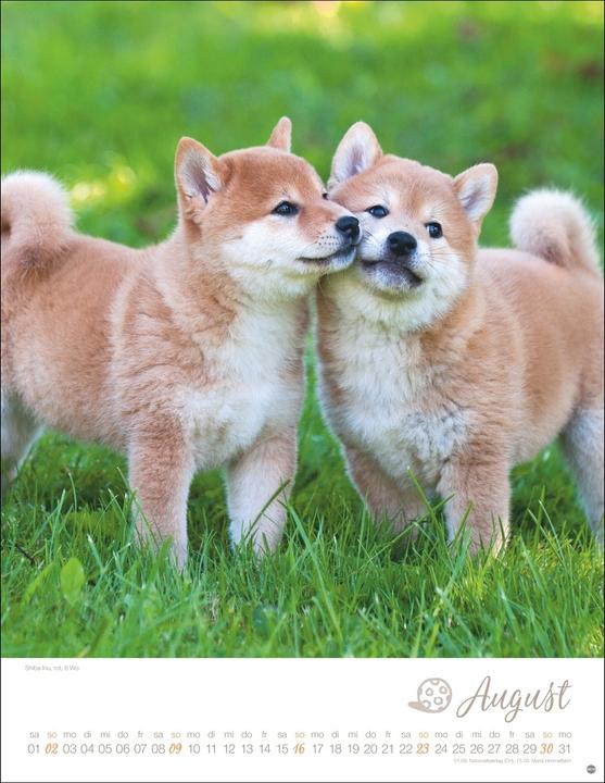 Actual product image Hundekinder Posterkalender 2026
