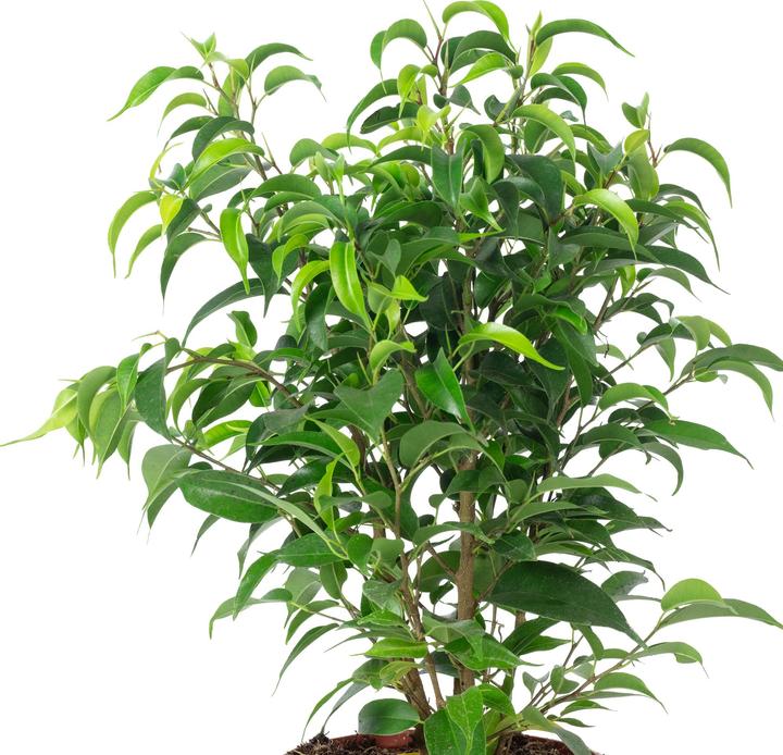 Produktbild Flowerbox Birkenfeige "Natasja" verzweigt - Ficus benjamini (30 cm)