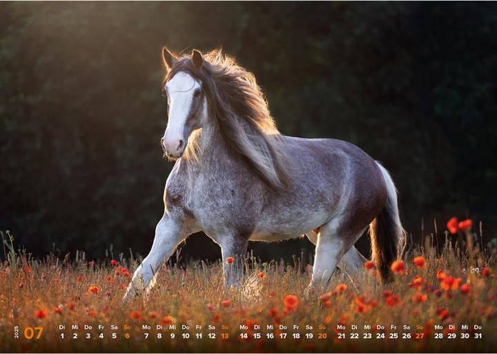 Actual product image Haas:Horse calendar 2025 Horse happiness! (A3)