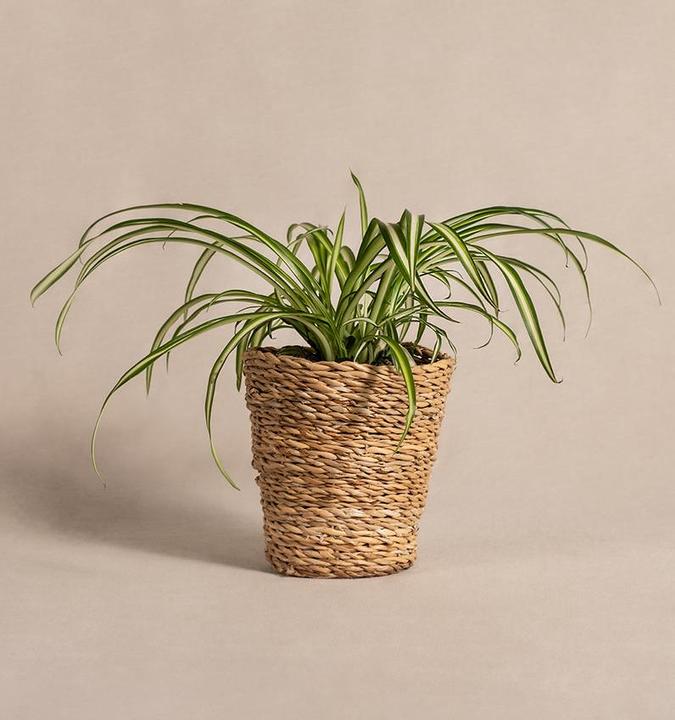 Immagine prodotto feey Grünlilie (15 cm, Appena rinvasata)