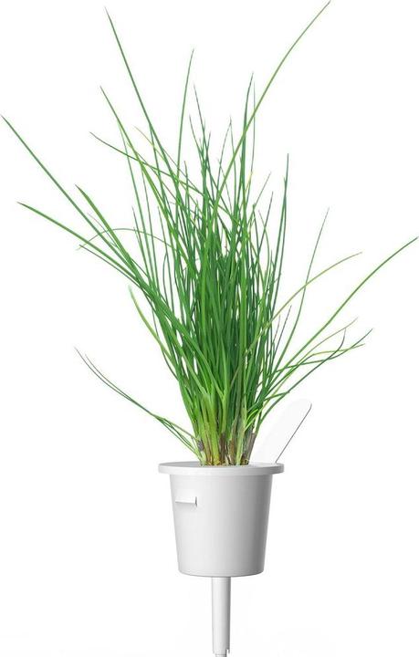 Produktbild Click and Grow Chives (Kräutersamen)
