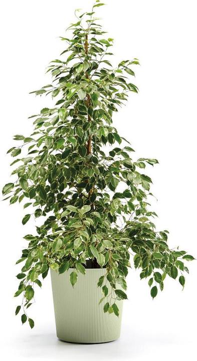 Produktbild Euro3plast Blumentopf Fyre Ø 40 cm oasi Greener, mit Rollen