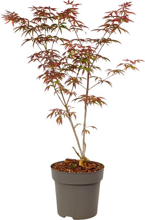Actual product image Plant in a Box Acer palmatum 'Starfish' - Ahorn Baum (60 cm)