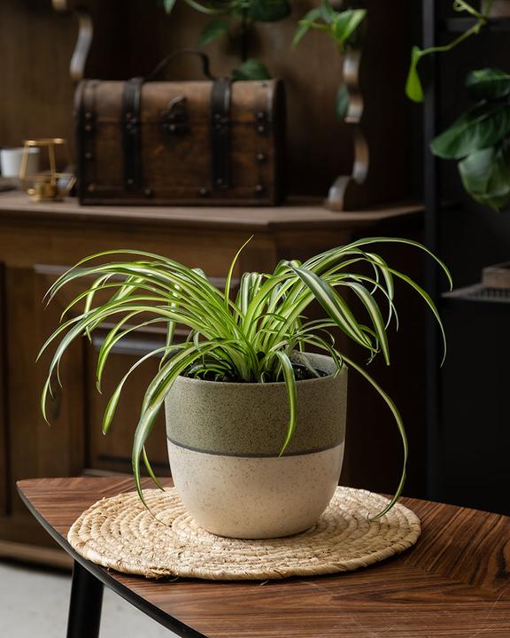 Immagine prodotto feey Grünlilie (15 cm, Appena rinvasata)