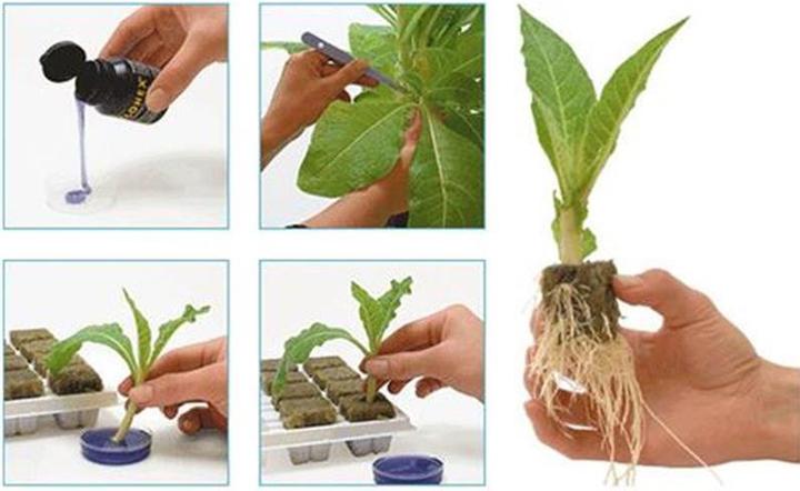 Produktbild Growth Technology Clonex Mist 300ml (0.30 l)