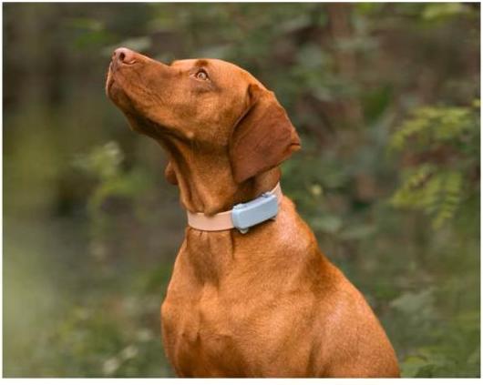 Immagine prodotto Tractive GPS Tracker Dog 6 (Cane)
