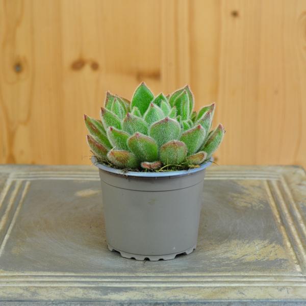 Actual product image Säntispracht Set of 8, fat leaf rosette (5 cm)