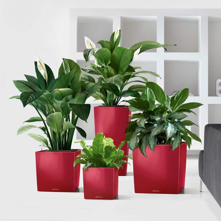 Productafbeelding Lechuza Kubus (39 x 39 x 40 cm)