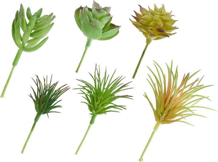 DPI Succulents mix, 6 pieces, L 12 cm