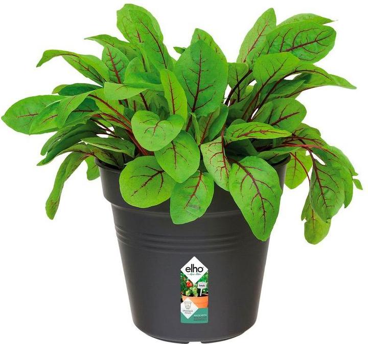 Actual product image Elho green basics (13 cm)