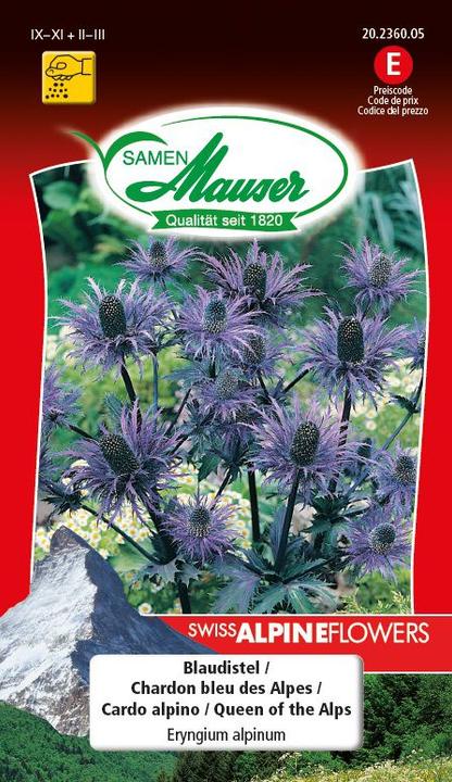 Samen Mauser Chardon bleu (Graines de plantes)