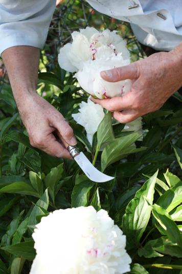 Immagine prodotto Opinel No 08 Coltello da giardiniere (8 cm)