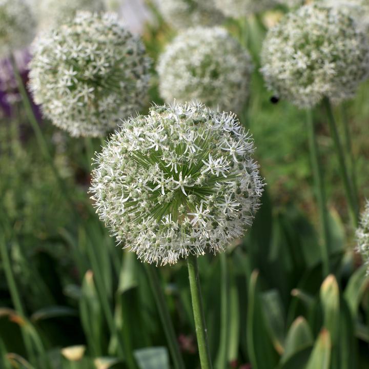 Produktbild Plant in a Box Allium 'Purple, 'White' - Alliumzwiebeln (10 cm)