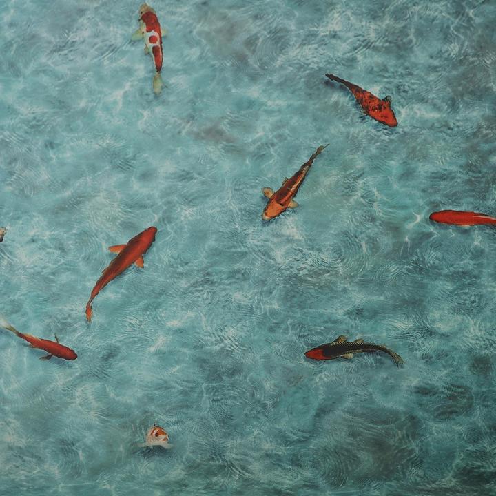 Actual product image Karat Koi