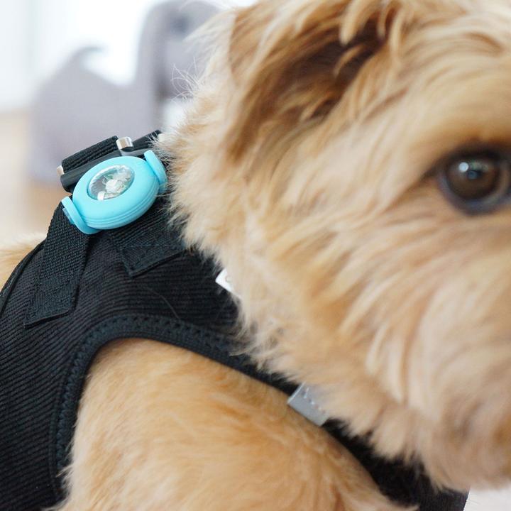 Actual product image Curli Luumi LED (Dog, General)