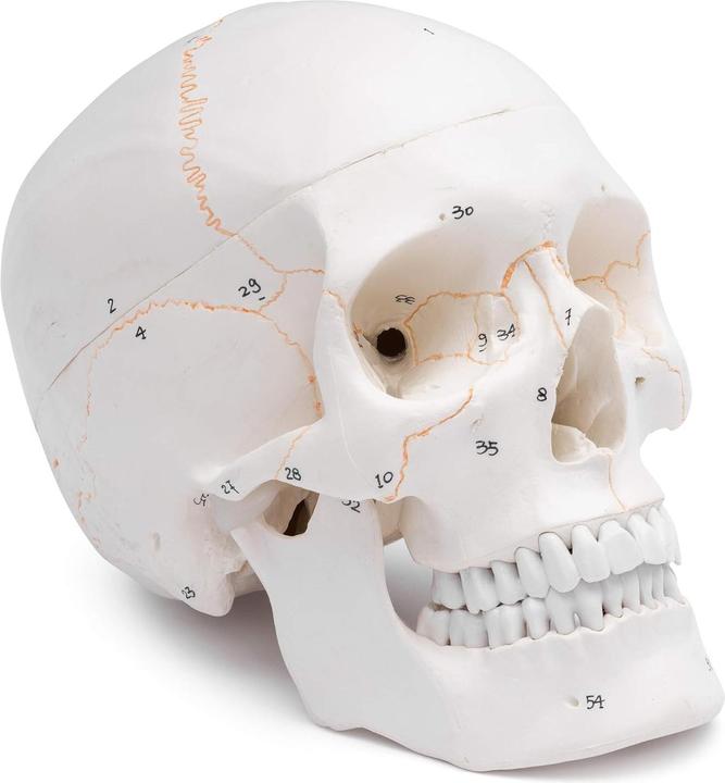 Immagine prodotto Cranstein Scientific Anatomisches Schädelmodell A-211 mit Nummerierung