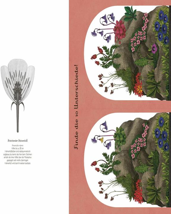 Produktbild Das Museum der Pflanzen. Mein Mitmachbuch (Deutsch, Kathy Willis, Katie Scott, 2017)
