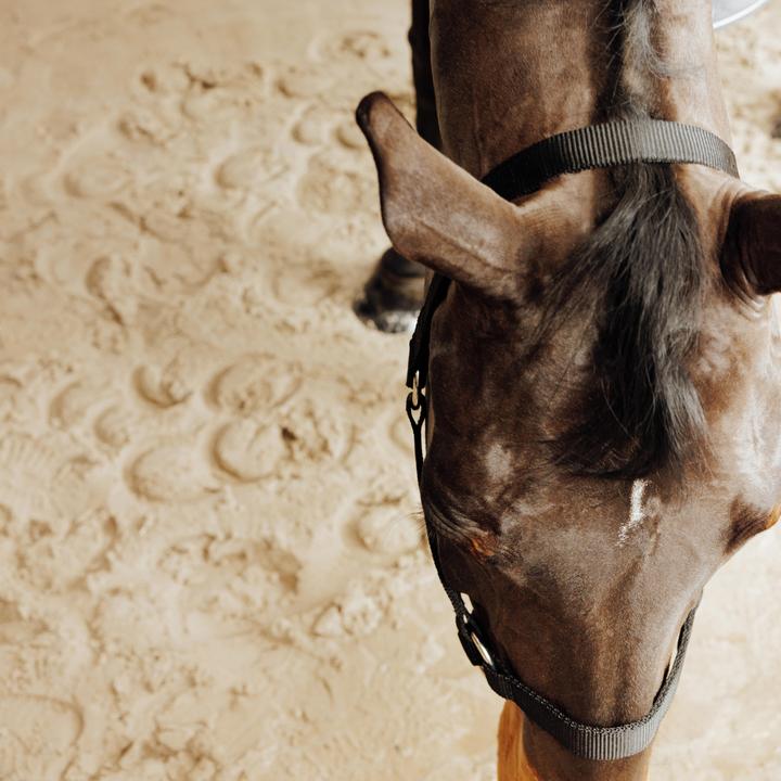 Immagine prodotto Fouganza Halfter Schooling schwarz