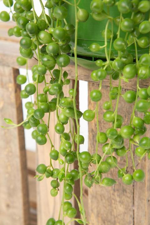 Image du produit VEG and the City Jais (pois sur le ruban Senecio rowleynanus) (25 cm)